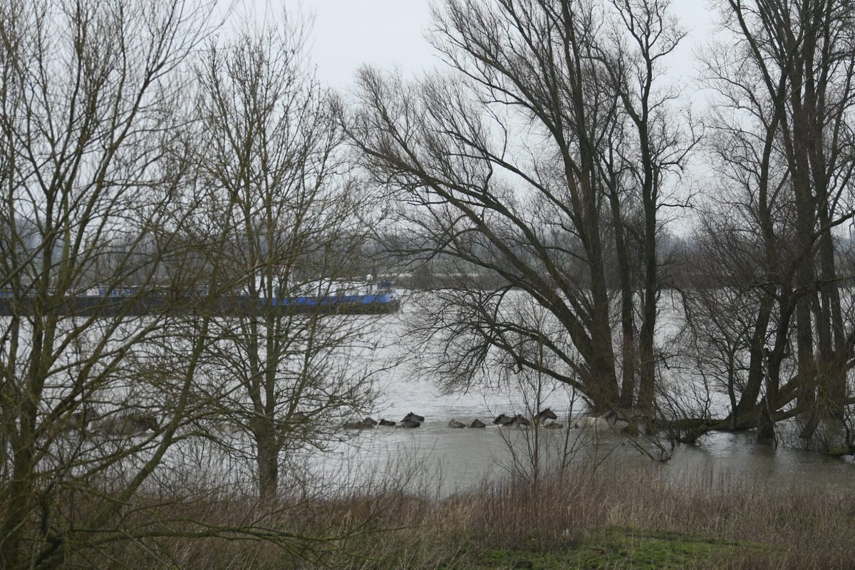 Gistermiddag kuddecontrole bij <a href="/FREE_Nature/">FREE Nature</a>. De #koniks naar hoge grond  teruggedreven. Fantastische zwemmers. Met mijn waadpak aan was ik een slak. Hun voorsprong groeide naar een kilometer en de mevrouw van het filmpje hebben wij nooit gezien. Nu lekker hooi.