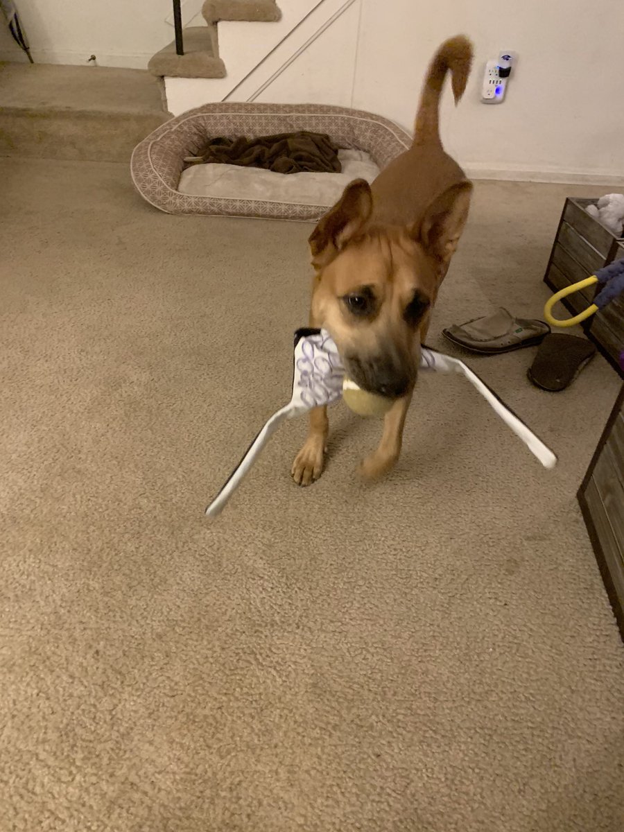 sandersen99's tweet photo. #thebarkbox https://t.co/SrnhXxa4gl