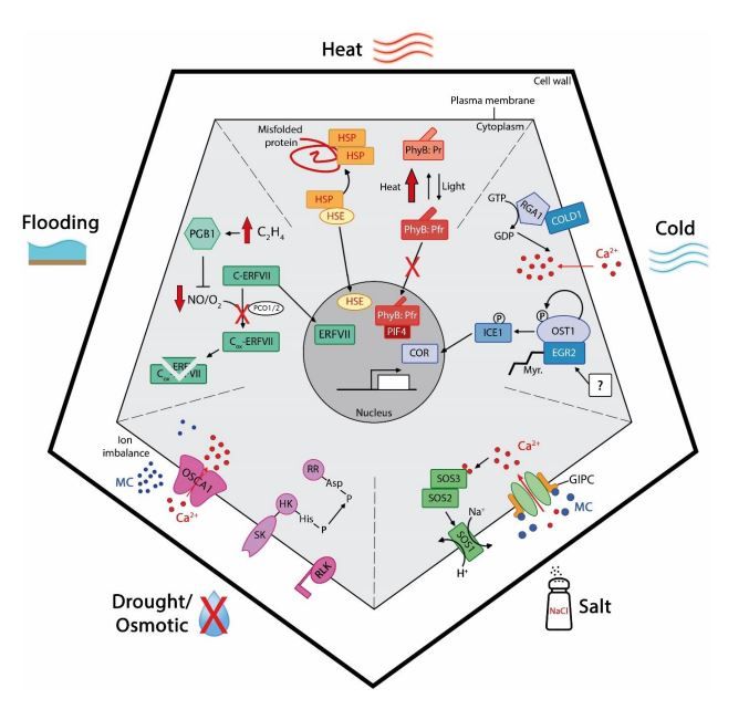 How plants sense and respond to stressful environments (Lamers et al., 2020) <a href="/PlantPhys/">Plant Physiology</a> buff.ly/3cykSbZ