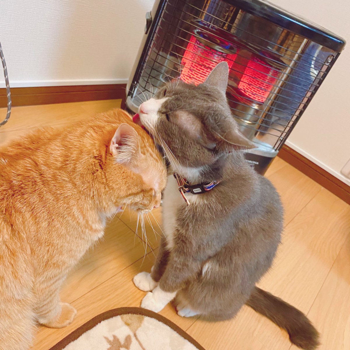 静岡ペットシッターふらcoco (@furacocoayuka)  Twitter