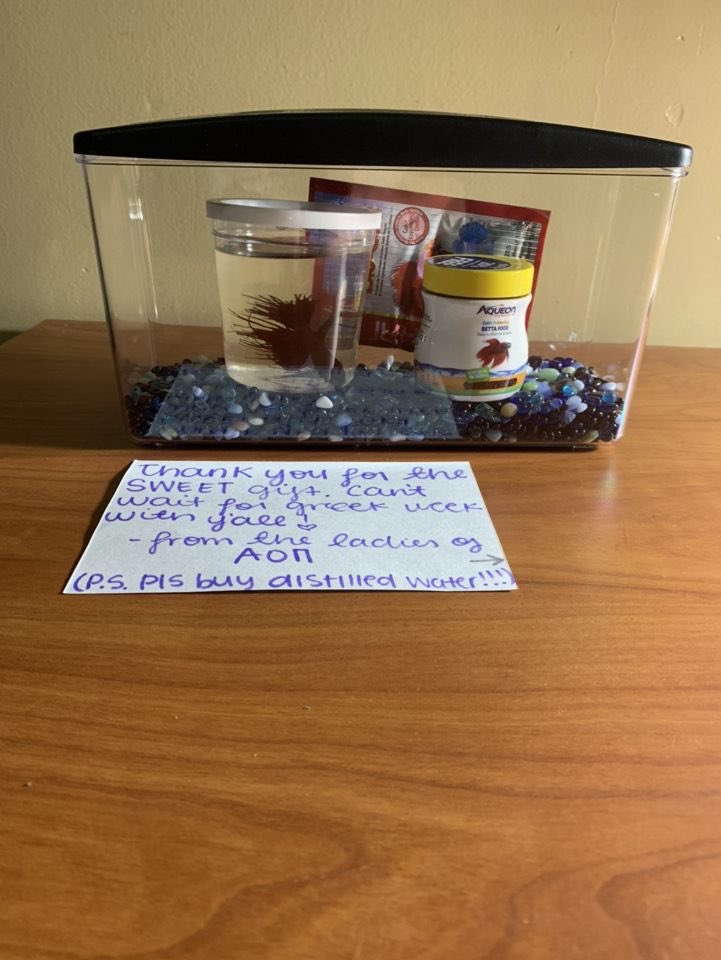 Thank you @AOIIKappaTau for our new friend! Can’t wait for Greek Week, ladies❤️🐠