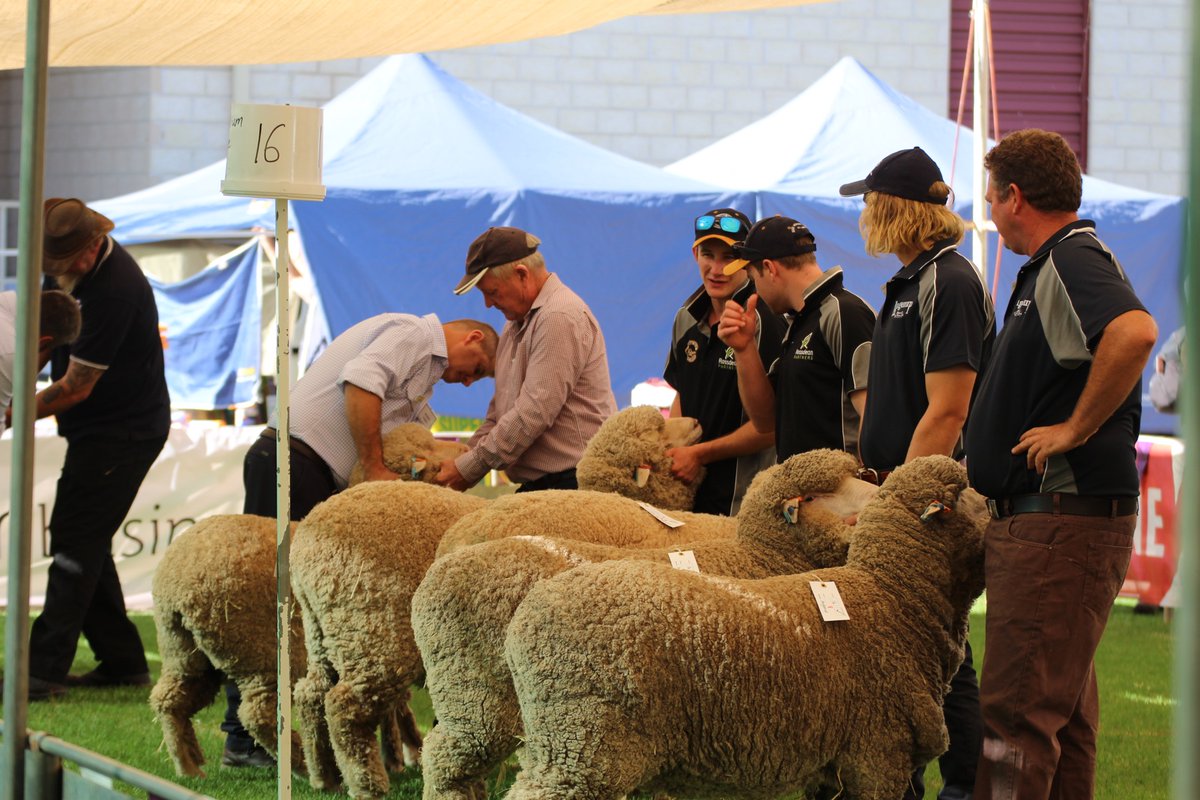 woolorama's tweet photo. Our judges started bright and early! Merino and Poll Merino are already well under way. I’m personally a little distracted by how fluffy these ewes look. #WaginWoolorama2020 https://t.co/6OXGESv2Yo
