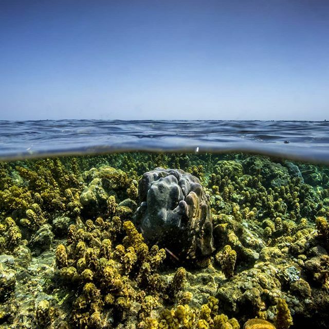 There are always two sides, two poles, two opposite forces, two proportionally inverse feelings or just up and down and left and right. The importance is to find the balance and get the best from both. .
📷:@francisco_mesina_films .
.
#freedivingorgeo… ift.tt/2IqgZrQ