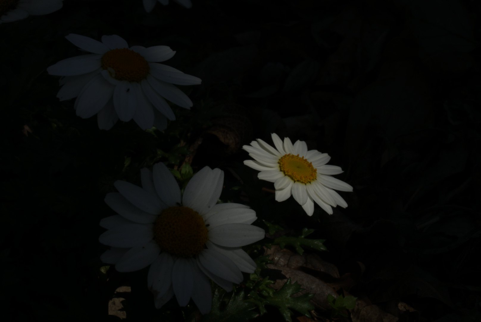 写真の力 Twitter Search Twitter