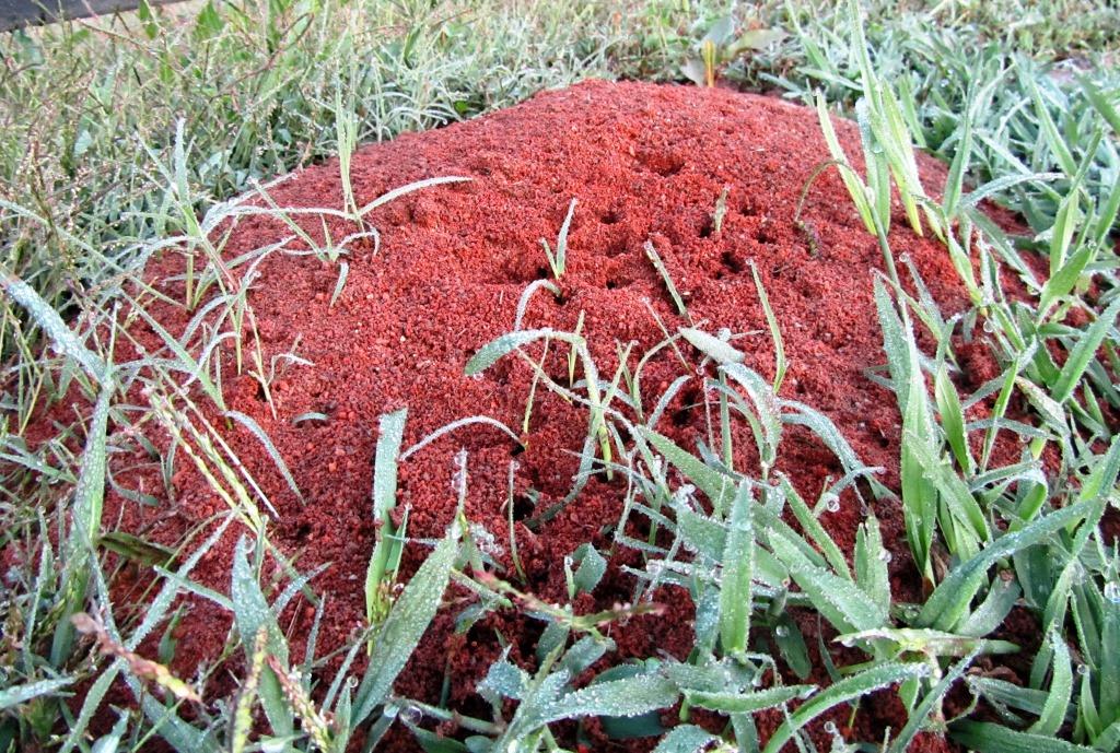 In my neck of the woods we get these gnarly fire ant mounds that pop up every year. And these buggers are MEAN! They swarm, they bite, they burn and they're invasive.
