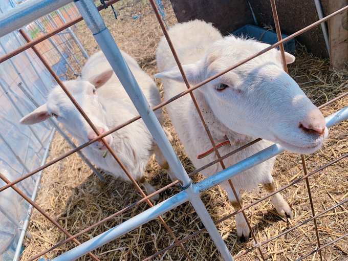 Twitterのコスプレ画像25