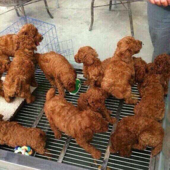 PlobJai's tweet photo. แว้บแรกคุณเห็นอะไร....

🍗ไก่ทอด : กดรีทวิต
🐶น้องหมา : กดหัวใจ

#พี่เห็นผมมั้ย https://t.co/ix3Qbd66cZ