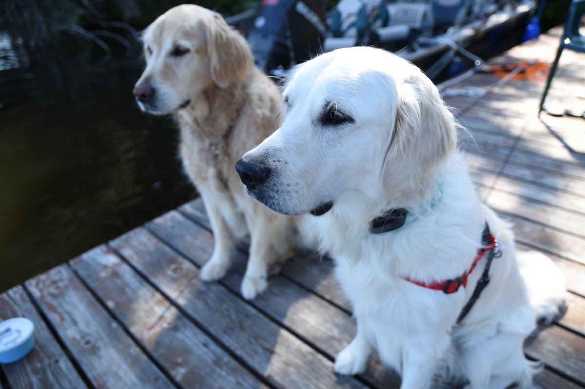 RisbergAj's tweet photo. This #ThankfulThursday I am thankful for the two best friends that always give and never take. Cody and Sadie are always there to made a hard day easier and a great day even better. @bballwoods23 @bballwoods23 https://t.co/qwjLLebJIW