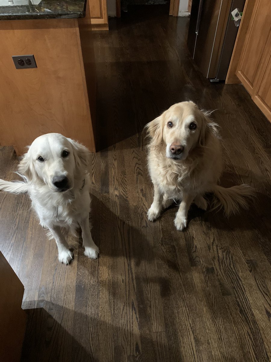 RisbergAj's tweet photo. This #ThankfulThursday I am thankful for the two best friends that always give and never take. Cody and Sadie are always there to made a hard day easier and a great day even better. @bballwoods23 @bballwoods23 https://t.co/qwjLLebJIW