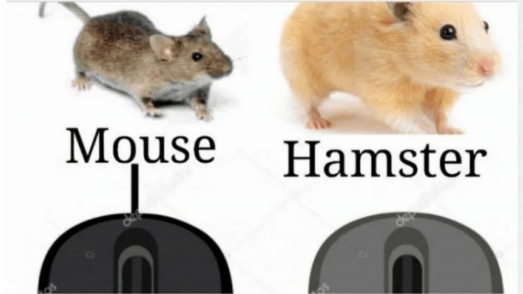 해외 웹에서는 무선마우스를 햄스터로 부르자고 하네... 정말 합리적인 귀여움