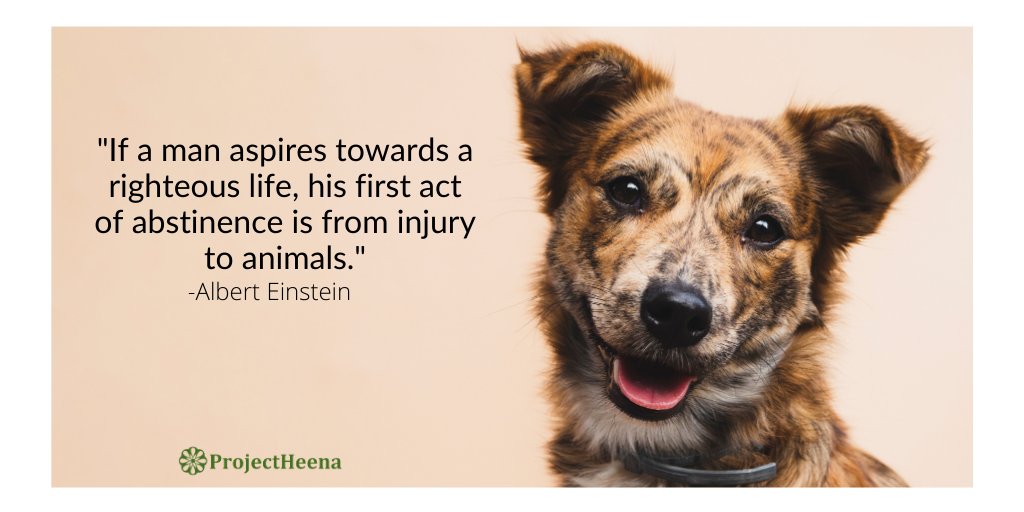 ProjectHeena's tweet photo. If you see somebody on the road hitting a small puppy, what will you do? 
#Animalkindness #loveanimals https://t.co/8KKUDlXn1K