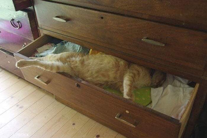 Почему коты постоянно спят. Кот в шкафу. Тумбочка для кота. Котик в шкафу. Кошка на шкафу.