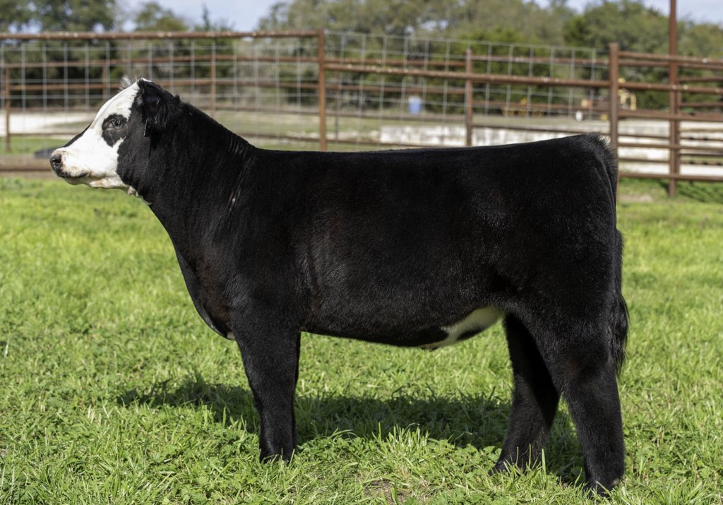 ColtonBarton4's tweet photo. We’ve been working on something pretty special here in Jarrell. From the steers, to the crossbred heifers, to the show heifers, I can guarantee you this is the deepest set we’ve ever put together. All 20 of them represent real world cattle. They sell March 10th and 11th on SC! https://t.co/moJ9MSzuY8