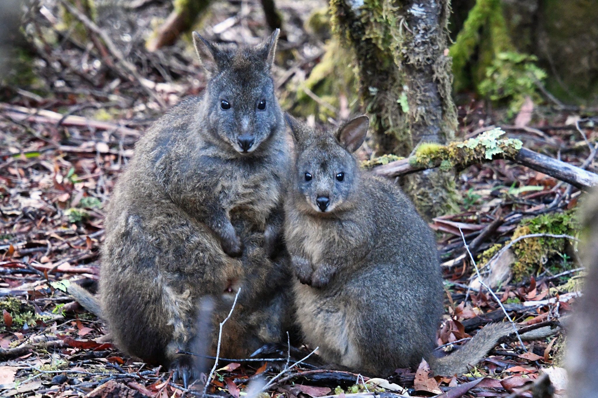 Yokopiiinuts タスマニアの旅 何度出会っても心が癒される パディメロン達 タスマニア Tasmania クレイドルマウンテン国立公園 マウントフィールド国立公園 ナラウンタプ国立公園 親子
