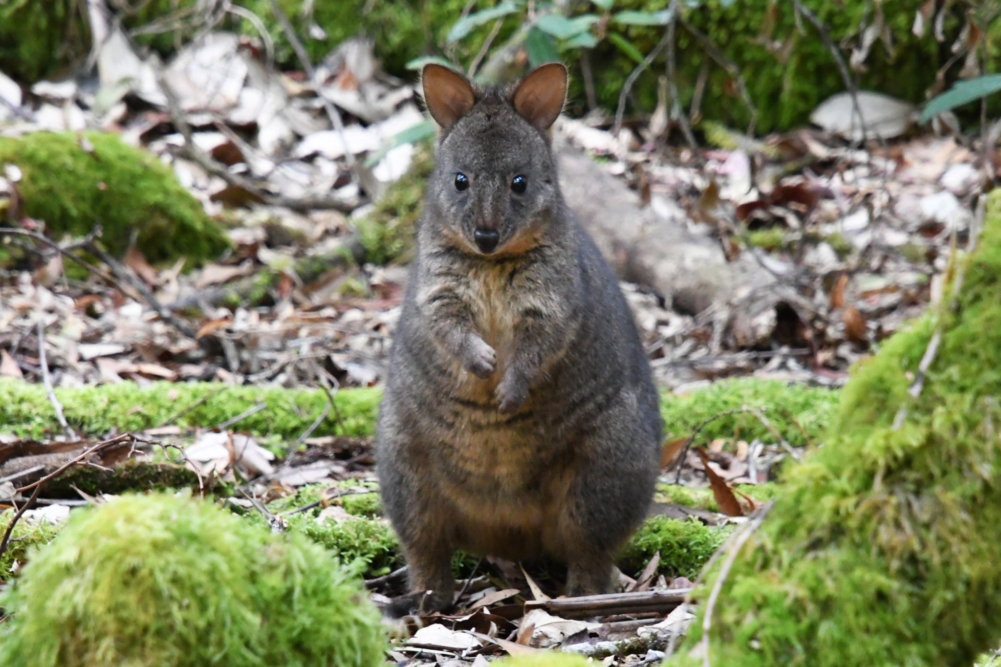 Yokopiiinuts タスマニアの旅 何度出会っても心が癒される パディメロン達 タスマニア Tasmania クレイドルマウンテン国立公園 マウントフィールド国立公園 ナラウンタプ国立公園 親子