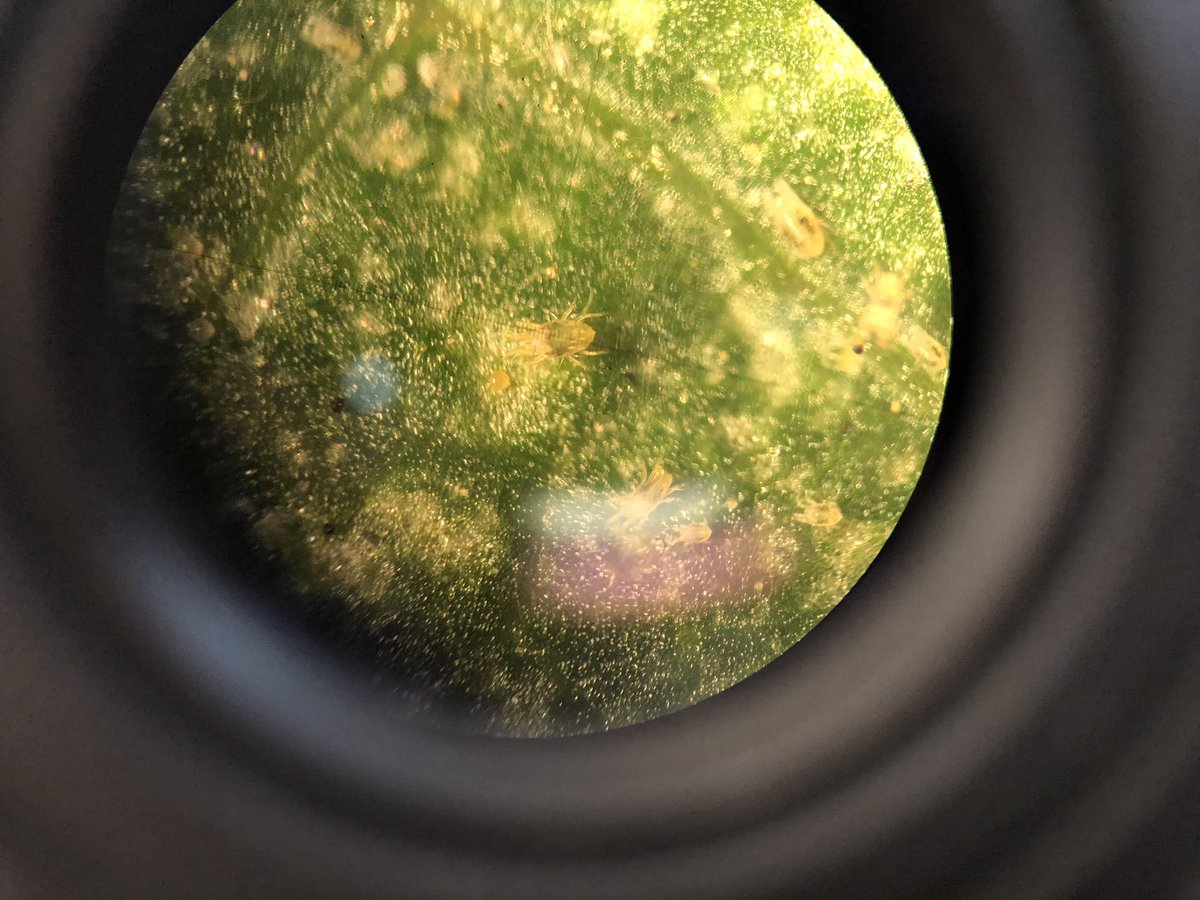 jimbobcrane's tweet photo. Just a two spotted mite minding their own business feat. Some eggs and friends #miteymite #agscience https://t.co/zJmBFmg75q