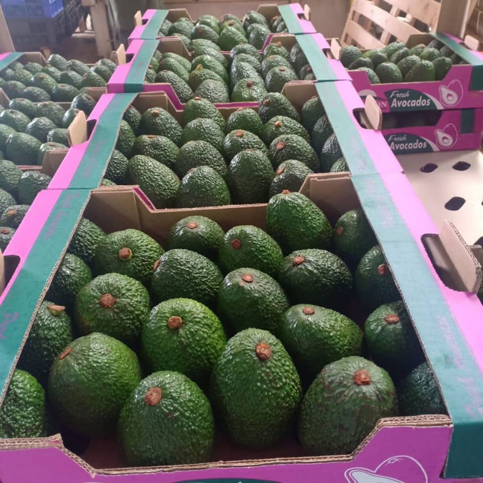 CrescoFoods's tweet photo. Our fresh Hass Avocados from Kenya are available to be exported.

Contact us #Crescofoods today for a quotation.

#worldwideshipping #shippingworldwide #HassAvocados #freshproduce #freshproducesupplier #fruitsimportexport #Avocado #crescoproduce #premiumgrade #Kenya #foodtrading https://t.co/hg7pQ6s1C9