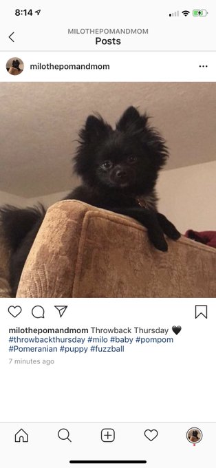 I caved and made Milo and insta since he has his own personal fan base?❤️? https://t.co/xUqOWV3fxu