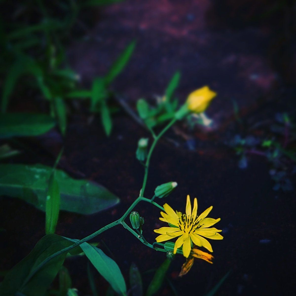 EricLin89834079's tweet photo. #flower #Flowers #beautiful #color #photo #mobilephotography #Taiwan #花写真 #手機攝影 #台灣 https://t.co/y03SubnfL6