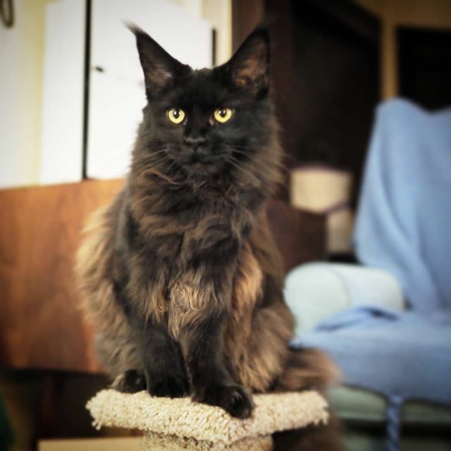 Feeling cute, might delete #freshlygroomed #mainecoon #mainecoon_id #mainecoonkitten #meow #meowdel_feature #cat #thursdayselfie #mainecooncats #bigcats #blackcat #babypanther #housepanther #kittensofig #fluffy #cute #mainecoonlover #lunamoonshadow #olym… ift.tt/2VVuO9A