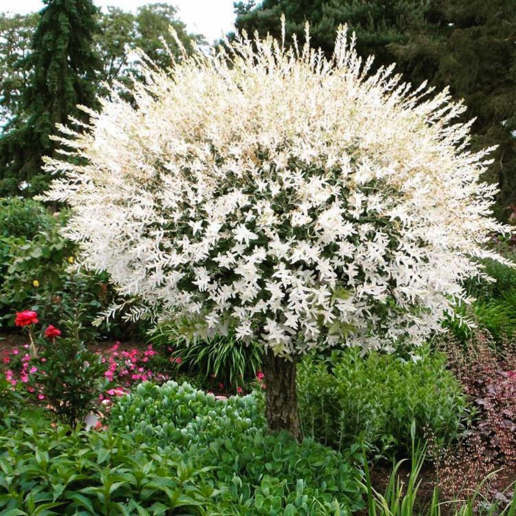 greensad36's tweet image. 🌿 Ива цельнолистная Хакуро-Нишики - куст с шаровидной кроной и удивительными, бело-розово-зелеными листьями. Очень популярны штамбовые формы этой ивы. Отлично стрижется и сохраняет шаровидную крону. #садовыйцентр  greensad36.ru/deciduous/sali…