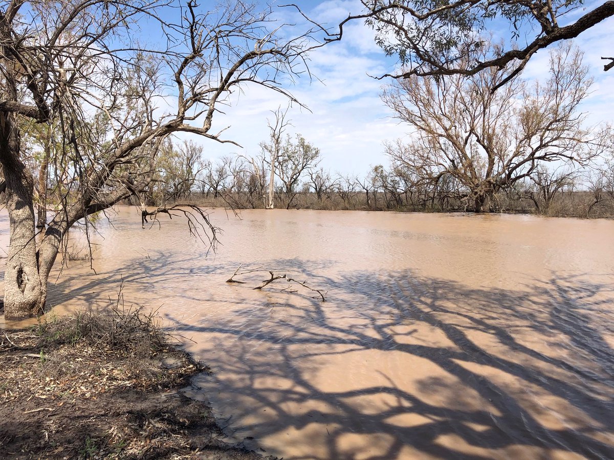 theCEWH's tweet image. First large flows to reach #NarranLakes since 2012! Traditional owners and scientists are closely monitoring how nature will bounce back.  Waterbirds expected to start arriving soon!  environment.gov.au/cewo/media-rel…
