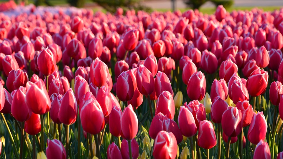 ResourcesBeyond's tweet photo. Wiosną ruszają wzmożone prace w holenderskim sektorze ogrodniczym. Skontaktuj się z nami, jeśli chcecie podjąć takie #zatrudnienie!🌷🌺🌸 WYŚLIJ NAM SWOJE CV LUB ZADZWOŃ 📧 roksana@beyond.mail.pl ☎️ 668 001 737 lub ☎️ 535 867 206 https://t.co/fJ6kIrpS7V