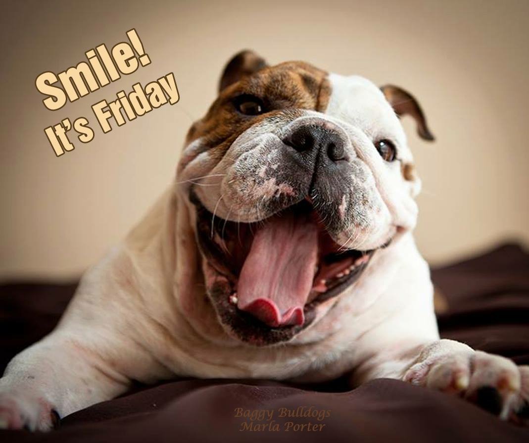 Happy Friday Bulldog