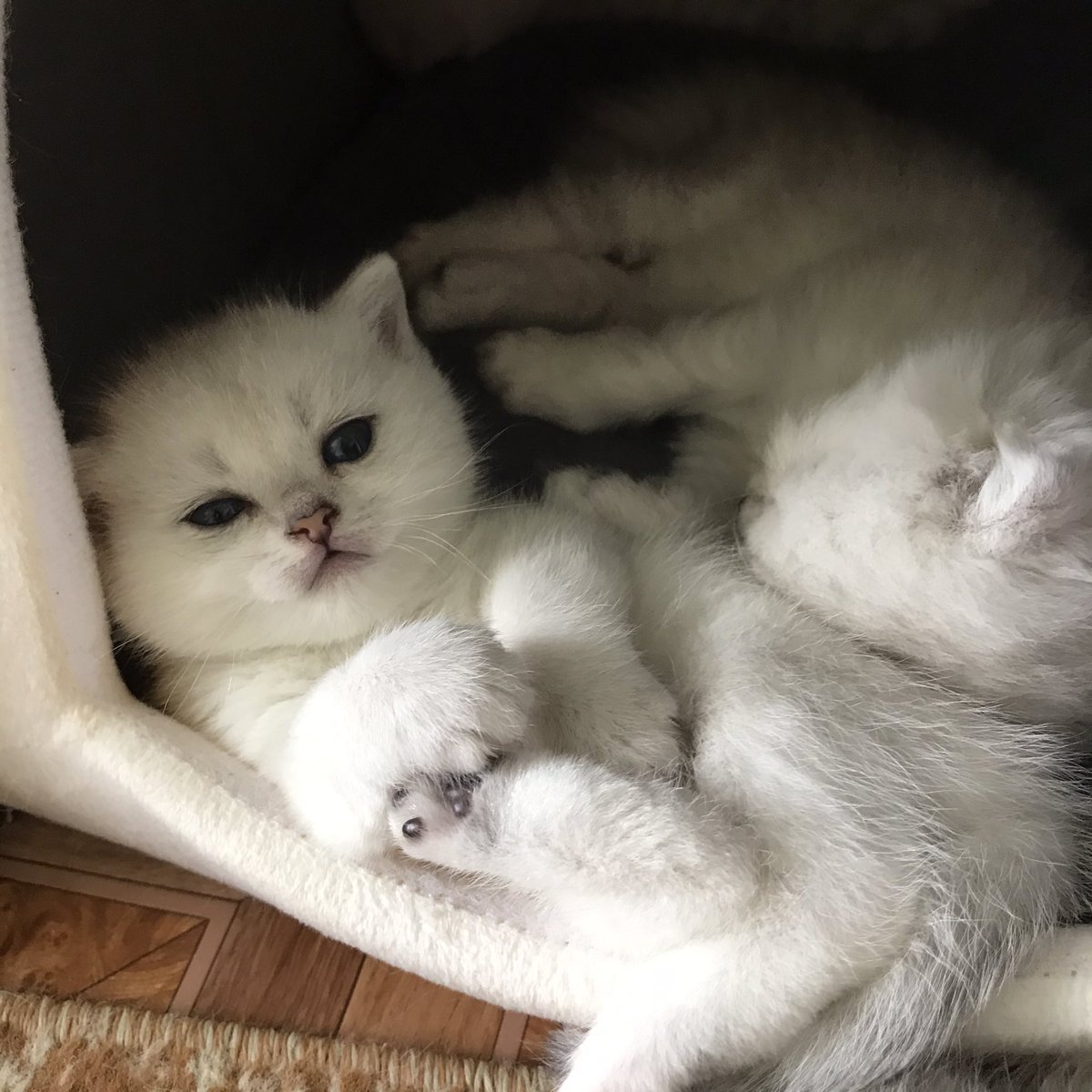 anfisa____'s tweet photo. Лапочки мои💔💔💔 https://t.co/C5PvuJcJLW