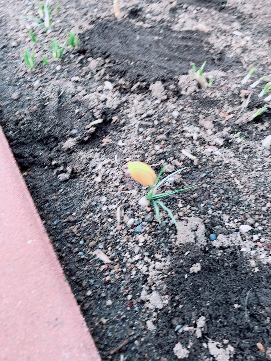 #卒園式 
園庭に花のつぼみを見つけた 