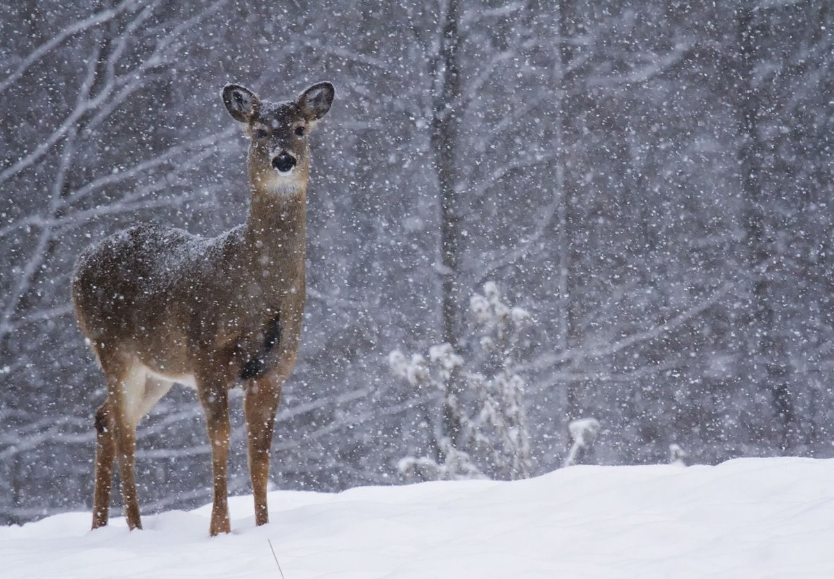Go wildlife spotting as you hit the cross country ski trails! A simple one night stay at Kenossee Inn will qualify you for a great deal on our winter activity packages for skiing, snowshoeing, and more.