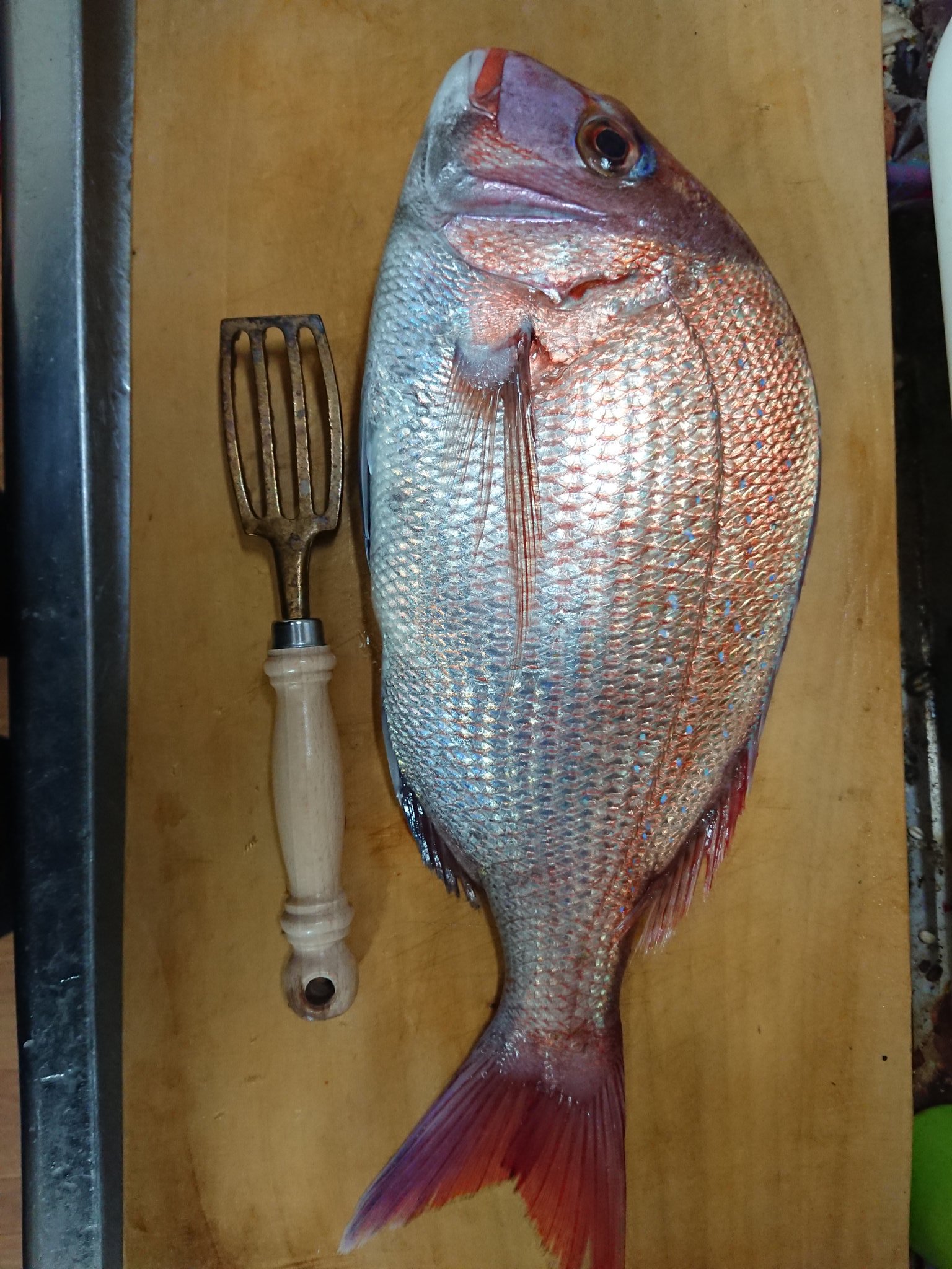 Yukotakeda01 先日 きまぐれクック のメカジキのしゃぶしゃぶの動画を見て魚のしゃぶしゃぶが食べたくなりました 近くのスーパーで桜鯛を入手してとりあえず3枚おろしまで終わらせましたヾ ﾉ 今夜は主人が夜勤なので明日鯛しゃぶをします