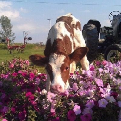 pictures of precious cows to make your day a bit better - a thread 