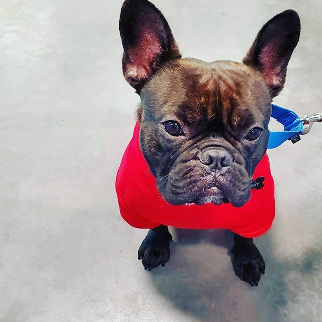 Growlies for Pets tweet media