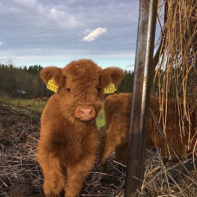 pictures of precious cows to make your day a bit better - a thread 