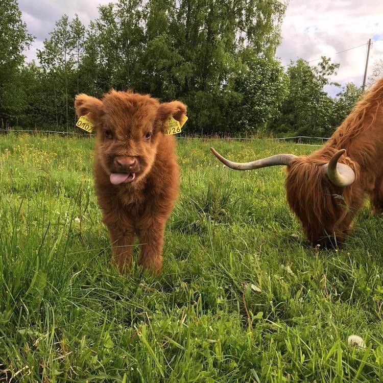 pictures of precious cows to make your day a bit better - a thread 