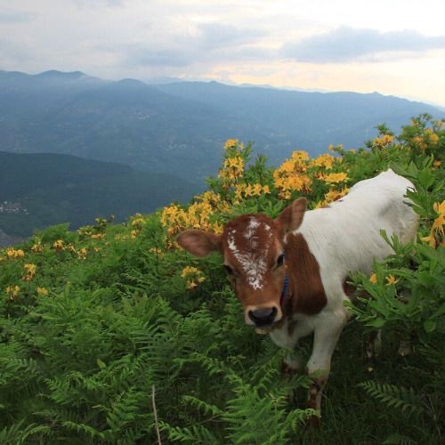 cows in flower fields 