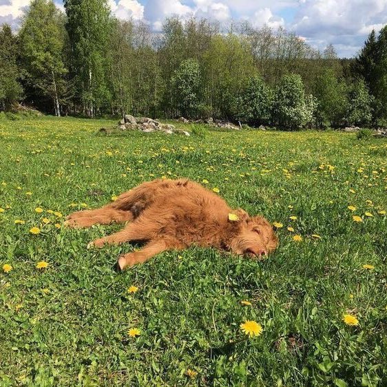 cows in flower fields 