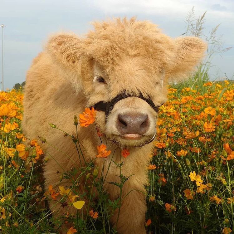 cows in flower fields 