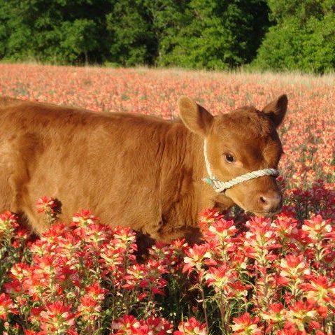 cows in flower fields 