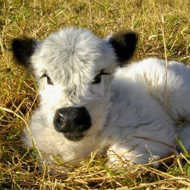 fluffy baby cows are just simply cloud animals 