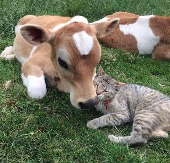 fluffy baby cows are just simply cloud animals 