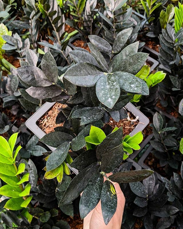 soiled_in's tweet photo. ZZ heaven of Raven, well you can say 🖤🖤 These are fresh pics from our nursery. Look how they are brightly green when in juvenile form and black with age #iamsoiled https://t.co/3hKVWTEji4