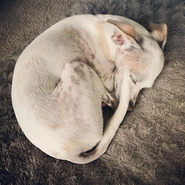 BurntToast_FG's tweet photo. Feeling a little under the 🌧 today so I’m staying home to recharge with the pups 🐾 ❤️ 🐾 Gotta get rested for tomorrow’s 2nd Saturday event (!!)
.
.
.
#restday #pajamasallday #dogcuddles #chihuahua #chihuahuasofinstagram #dogmom #pawstagram #backatitt… https://t.co/jpuX72jEVx https://t.co/yKnVTk5fK4