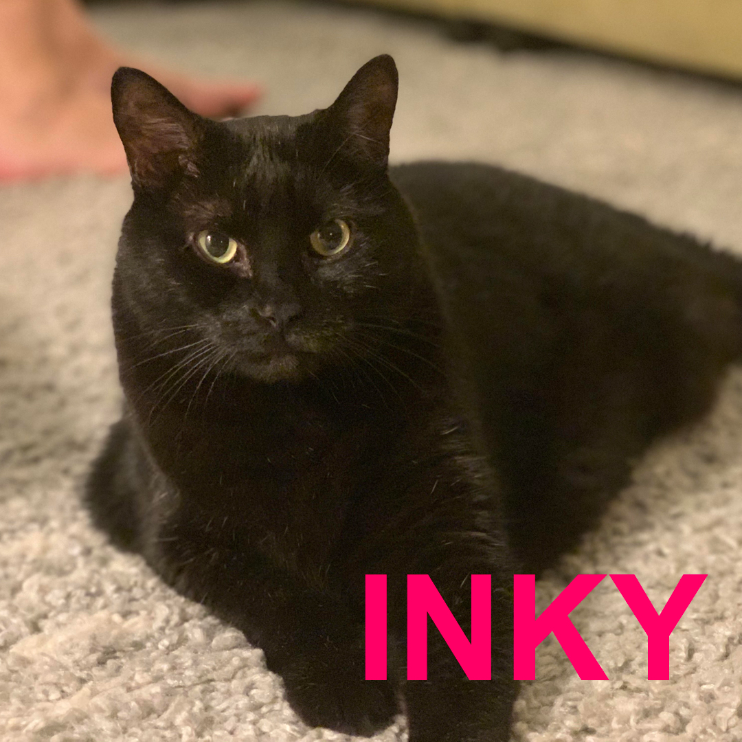 PAWSny's tweet photo. This #FridayThe13th we’re hoping for some good luck for our three #blackcats in need of homes: bonded pair Inky &amp; Joy and shy-but-sweet Baby. 

Help us spread the word and find fur-ever homes for these wonderful pets. Email referrals@pawsny.org for more info! https://t.co/8YU6Ja232r