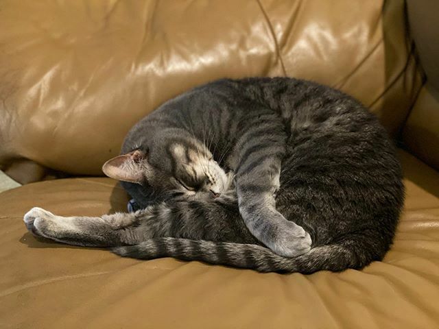 BuntsBiscuits's tweet photo. Sleeping Stuart #worldsleepday #tabbycat #greycat #tabbycatsofinstagram #greycatsofinstagram #sleepykitty https://t.co/QdfytbySA6