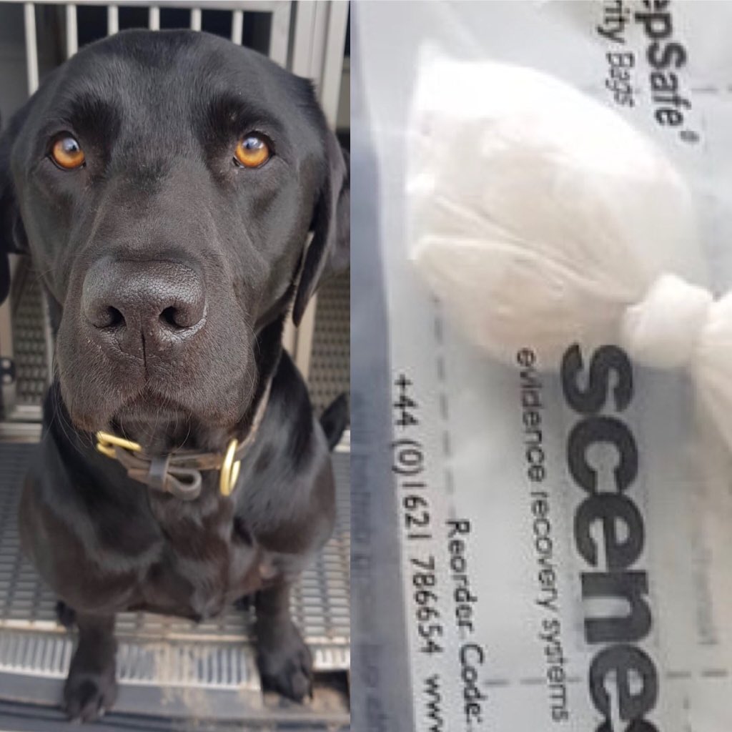 StaffsDogs's tweet photo. Top job by our awesome Pd Max๐พ๐ถthis morning whom has been assisting @CannockPolice as part of Op Disrupt ...๐ .. extra ๐ฆด๐ for you ...top team .. well done Max ๐ถ๐พ๐ฆด https://t.co/pjclXtRy7M