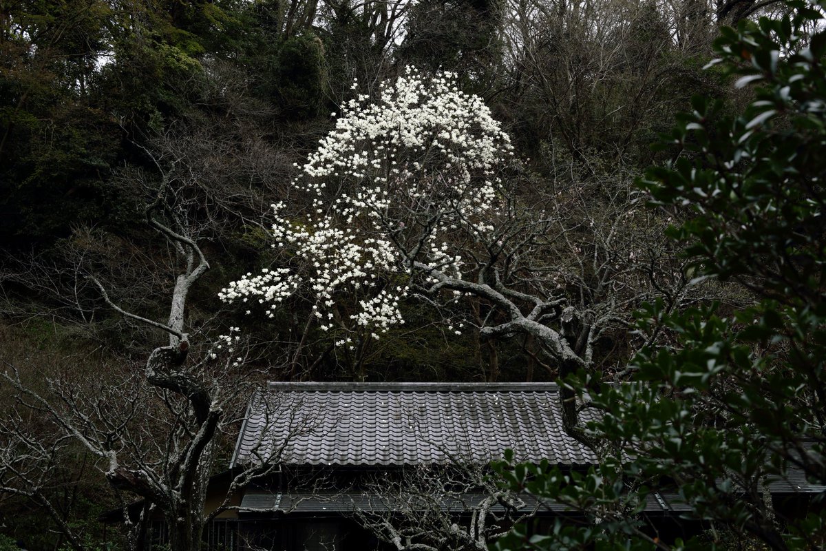 MZ_80K2's tweet photo. @MZ_80K2 2020/03/13 鎌倉・東慶寺 白蓮舎(立礼席の茶室)の上に白木蓮(ハクモクレン) 見頃　いいねえ。 https://t.co/nkB7A2bsnA