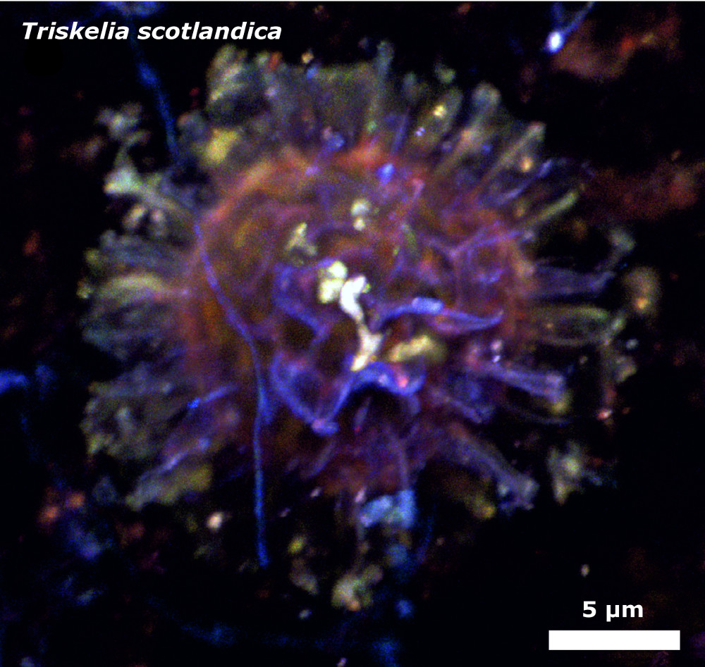 ThePalAss's tweet photo. The overlooked aquatic green algal component of early terrestrial environments: fossils from the Rhynie cherts https://t.co/hJ9LTyWN6n #FossilFriday @CStrulluDerrien @AlanRTSpencer @NHMPalaeobotany @wileyearthspace https://t.co/jRZHkFhjJs
