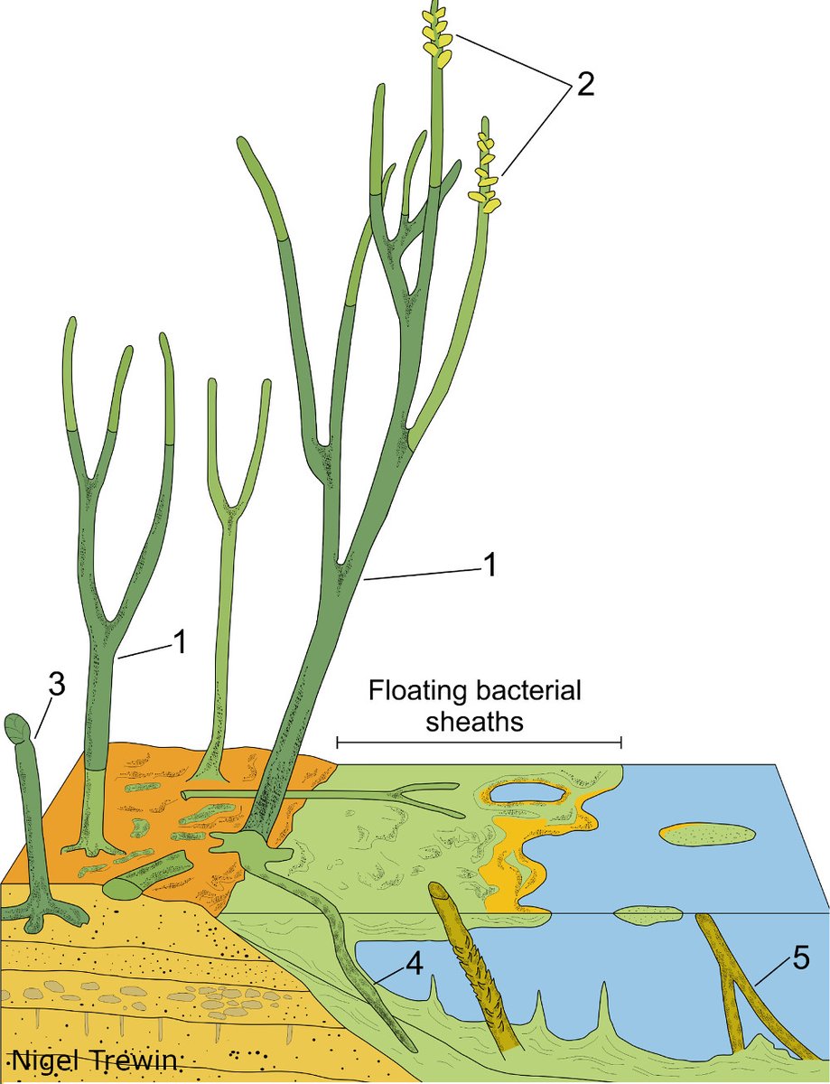 ThePalAss's tweet photo. The overlooked aquatic green algal component of early terrestrial environments: fossils from the Rhynie cherts https://t.co/hJ9LTyWN6n #FossilFriday @CStrulluDerrien @AlanRTSpencer @NHMPalaeobotany @wileyearthspace https://t.co/jRZHkFhjJs